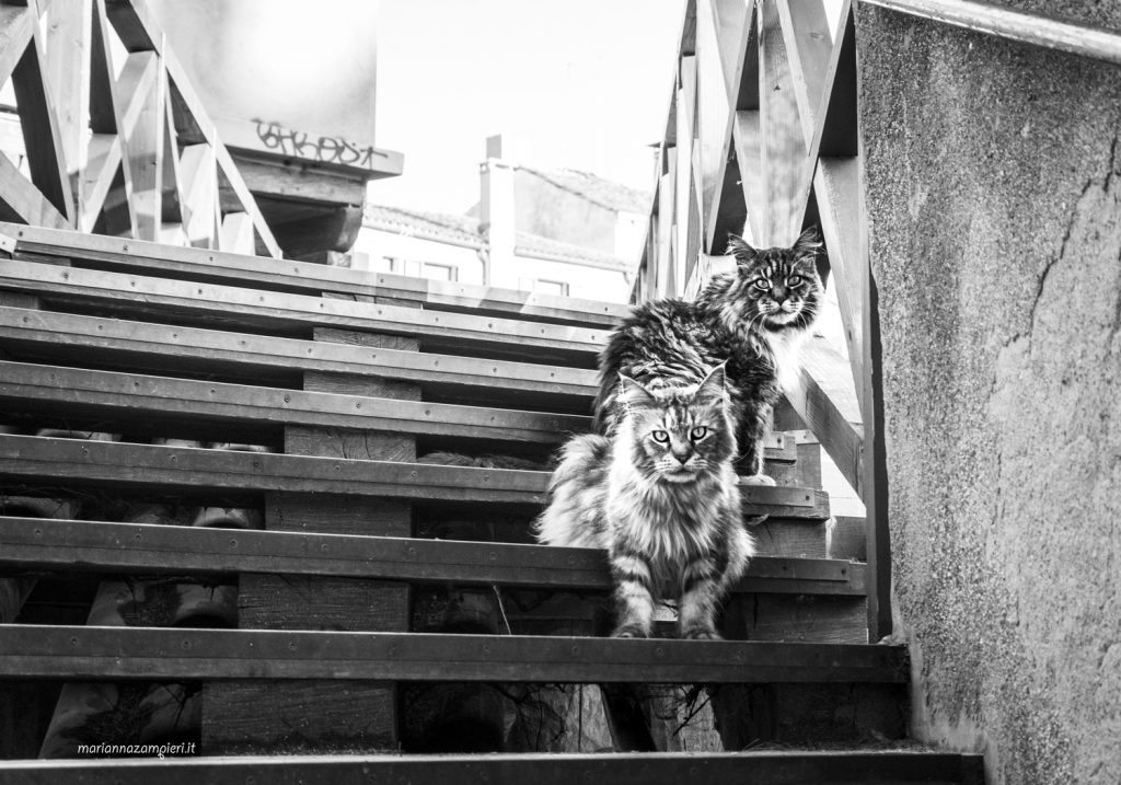 Cats in Venice