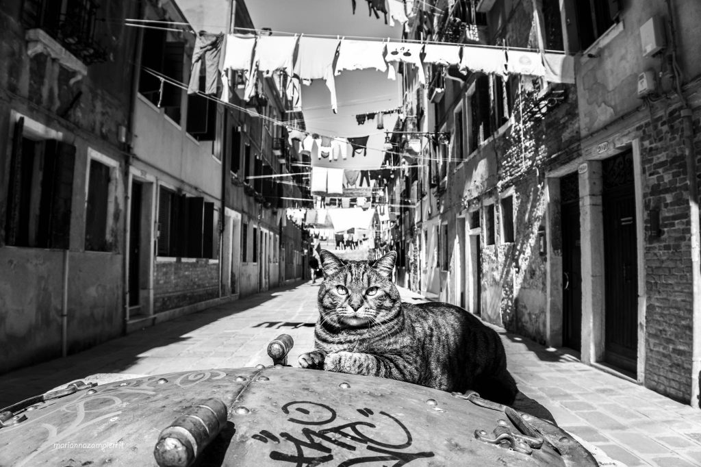- Cats in Venice