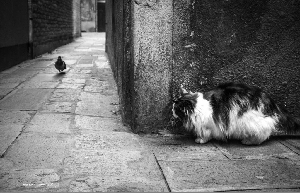 - Cats in Venice