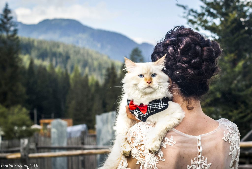 - post wedding with cats