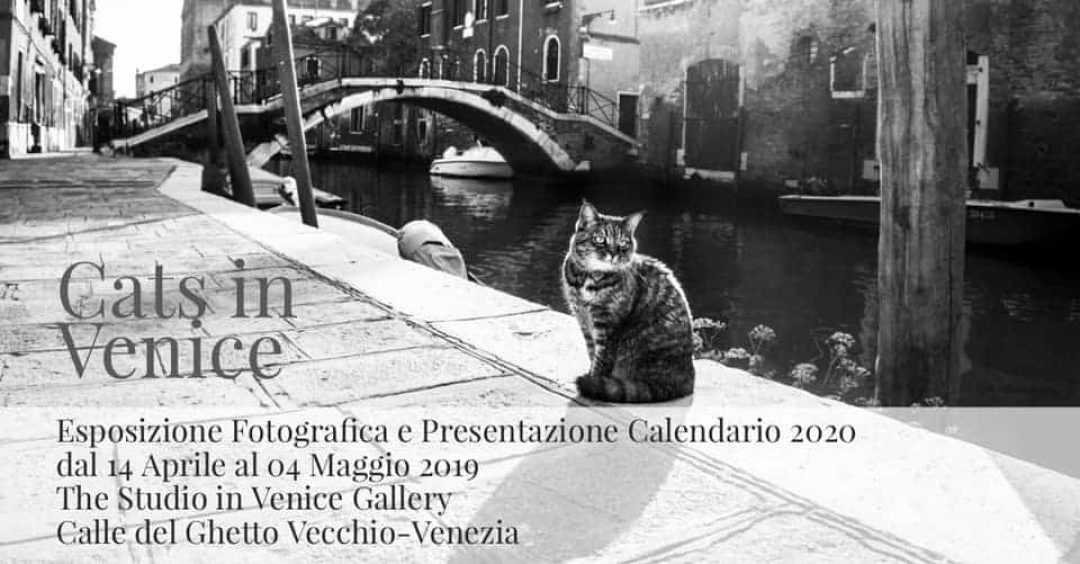 eventi - Esposizione e presentazione Calendario Cats in Venice 2020
