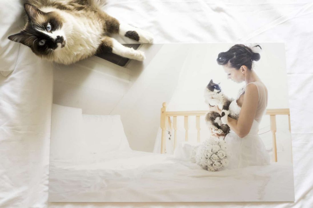 post matrimonio con il tuo gatto