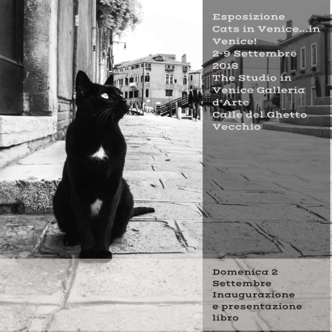 eventi - Esposizione fotografica Cats in Venice...in Venice